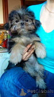 Photo №1. yorkshire terrier - for sale in the city of Москва | 355$ | Announcement № 139161