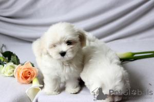 Photo №2 to announcement № 51149 for the sale of maltese dog - buy in Switzerland private announcement