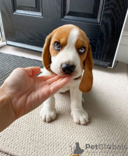 Photo №1. beagle - for sale in the city of Котка | 411$ | Announcement № 84219