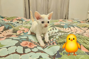 Photo №3. Darling Devons. Germany