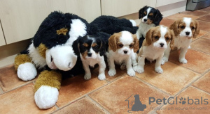 Photo №2 to announcement № 11508 for the sale of cavalier king charles spaniel - buy in Lithuania 