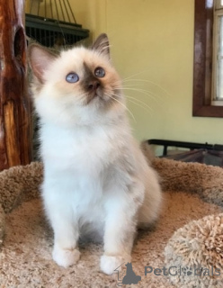 Photo №1. birman - for sale in the city of Germering | Is free | Announcement № 146141