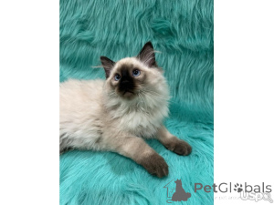 Photo №2 to announcement № 143165 for the sale of maine coon - buy in United States private announcement