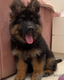 Photo №1. german shepherd - for sale in the city of Berlin | negotiated | Announcement № 138292
