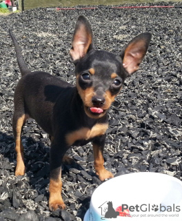 Photo №1. miniature pinscher - for sale in the city of Füssen | Is free | Announcement № 12032