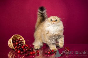 Photo №2 to announcement № 7554 for the sale of scottish fold - buy in Russian Federation from nursery, breeder