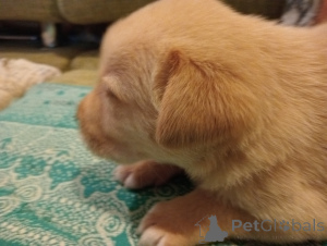 Photo №2 to announcement № 142832 for the sale of labrador retriever - buy in Russian Federation private announcement, from nursery, breeder