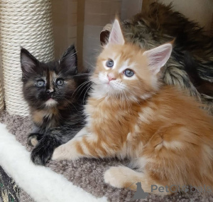 Photo №2 to announcement № 160190 for the sale of siberian cat - buy in Germany private announcement