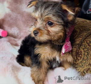 Photo №3. Purebred Yorkshire Terrier Puppies Compact Companions with Big Hearts. Germany