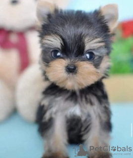 Photo №4. I will sell yorkshire terrier in the city of New York. private announcement, from nursery - price - 600$