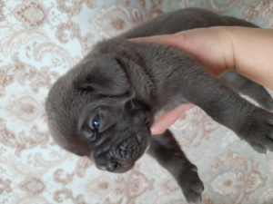 Photo №4. I will sell cane corso in the city of Tyumen. from nursery, breeder - price - 784$