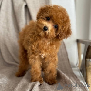 Photo №2 to announcement № 163134 for the sale of poodle (toy) - buy in Finland private announcement, from the shelter
