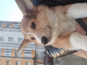Photo №1. welsh corgi - for sale in the city of Ессентуки | negotiated | Announcement № 87336