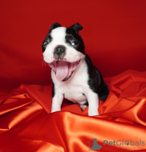 Photo №3. Boston terrier puppies. Serbia