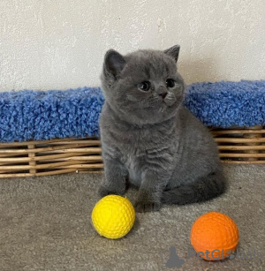 Photo №2 to announcement № 121989 for the sale of british shorthair - buy in United Kingdom 