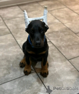 Photo №1. dobermann - for sale in the city of Aschaffenburg | negotiated | Announcement № 167077