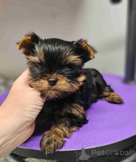 Photo №2 to announcement № 137953 for the sale of yorkshire terrier - buy in Germany breeder