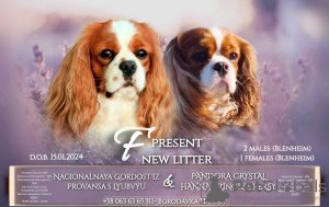 Photo №4. I will sell cavalier king charles spaniel in the city of Stavanger. private announcement - price - negotiated