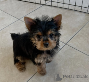 Photo №3. Small body, royal spirit.. Finland