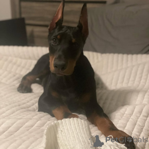 Photo №2 to announcement № 138754 for the sale of dobermann - buy in Germany 
