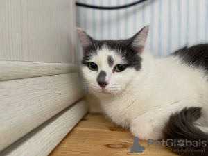 Additional photos: A wonderful young cat Elechka is looking for a home and a loving family!