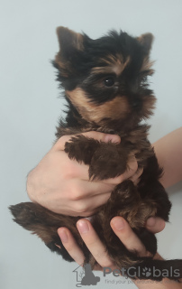 Photo №3. Yorkshire Terrier. Turkey