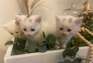 Photo №1. turkish angora - for sale in the city of Herzogenauras | 361$ | Announcement № 169559