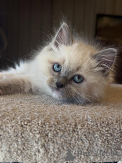 Photo №2 to announcement № 157133 for the sale of ragdoll - buy in Germany private announcement