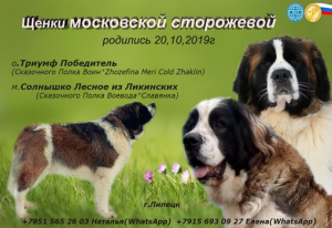 Photo №3. Moscow Watchdog Puppies. Russian Federation