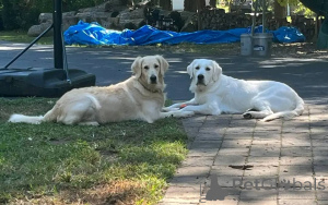 Photo №3. Golden retriever puppy looking for a new home. United States