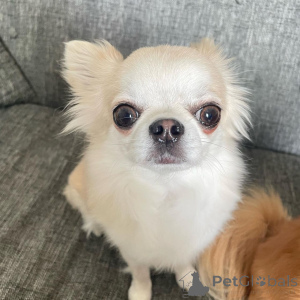 Photo №1. chihuahua - for sale in the city of Karvia | negotiated | Announcement № 166482