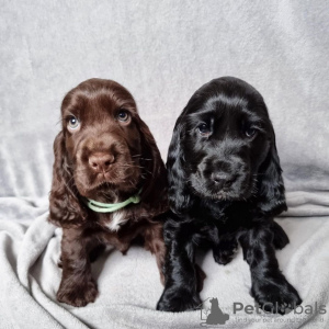 Photo №2 to announcement № 78591 for the sale of english cocker spaniel - buy in Germany private announcement