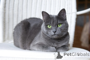 Photo №1. russian blue - for sale in the city of Sintra | Is free | Announcement № 173576