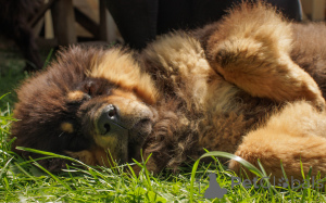 Photo №2 to announcement № 146109 for the sale of tibetan mastiff - buy in Belarus from nursery, breeder