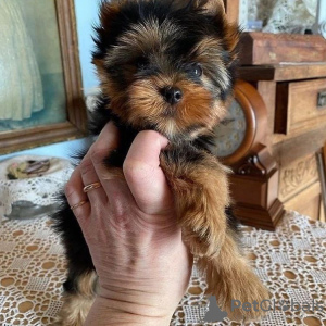 Photo №2 to announcement № 133369 for the sale of yorkshire terrier - buy in Germany private announcement