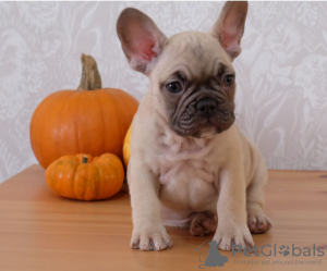 Photo №1. french bulldog - for sale in the city of Дрезден | 317$ | Announcement № 108113