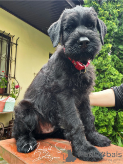 Additional photos: Giant Schnauzer puppies (3 months)