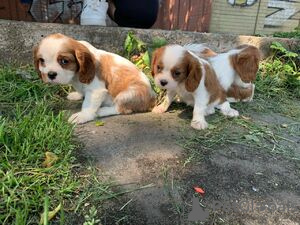 Photo №2 to announcement № 133275 for the sale of cavalier king charles spaniel - buy in Belgium private announcement