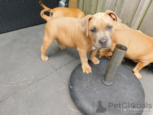 Photo №4. I will sell american bulldog in the city of Deerlijk. private announcement, breeder - price - 877$