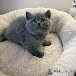 Photo №1. british shorthair - for sale in the city of Helsinki | 361$ | Announcement № 161008