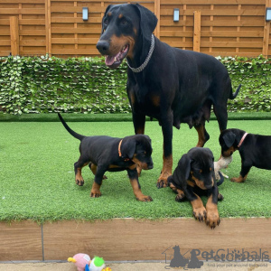 Photo №1. dobermann - for sale in the city of Celje | negotiated | Announcement № 175793