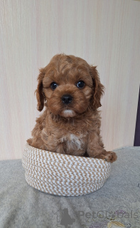 Photo №1. kavapu - for sale in the city of Minsk | Is free | Announcement № 156622