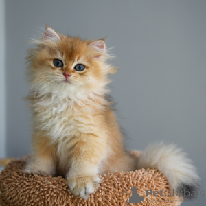 Photo №3. British Golden Chinchilla kittens with WCF pedigree. Turkey