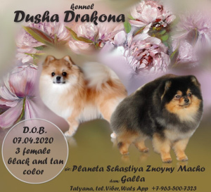 Photo №1. german spitz - for sale in the city of Barnaul | negotiated | Announcement № 6321
