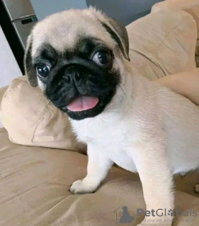 Photo №2 to announcement № 129944 for the sale of  - buy in Greece 