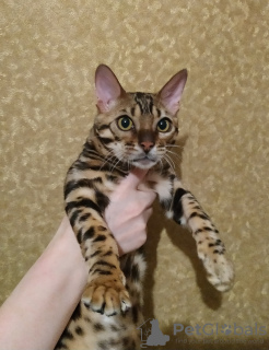Photo №2 to announcement № 7609 for the sale of bengal cat - buy in Russian Federation from nursery, breeder
