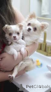 Photo №1. chihuahua - for sale in the city of Brussels | 826$ | Announcement № 167715