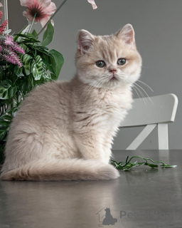 Photo №2 to announcement № 159474 for the sale of chinchilla cat - buy in Germany breeder