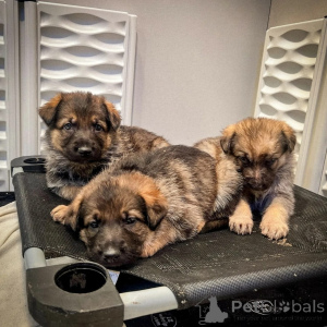 Photo №1. german shepherd - for sale in the city of Weiswampach | negotiated | Announcement № 168242