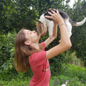 Photo №3. Beautiful beagle puppies for sale.. Finland